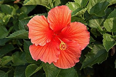 策略冒险游戏新作《戈德》发布Xbox版宣传片